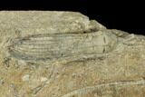 Two Fossil Crinoids (Ulrichicrinus & Scytalocrinus) - Indiana #148993-2
